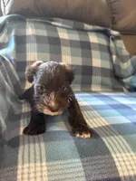Rosco, a male Miniature Schnauzer for sale in Boswell, OK – 5 of 5