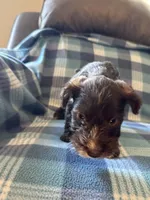Rosco, a male Miniature Schnauzer for sale in Boswell, OK – 3 of 5