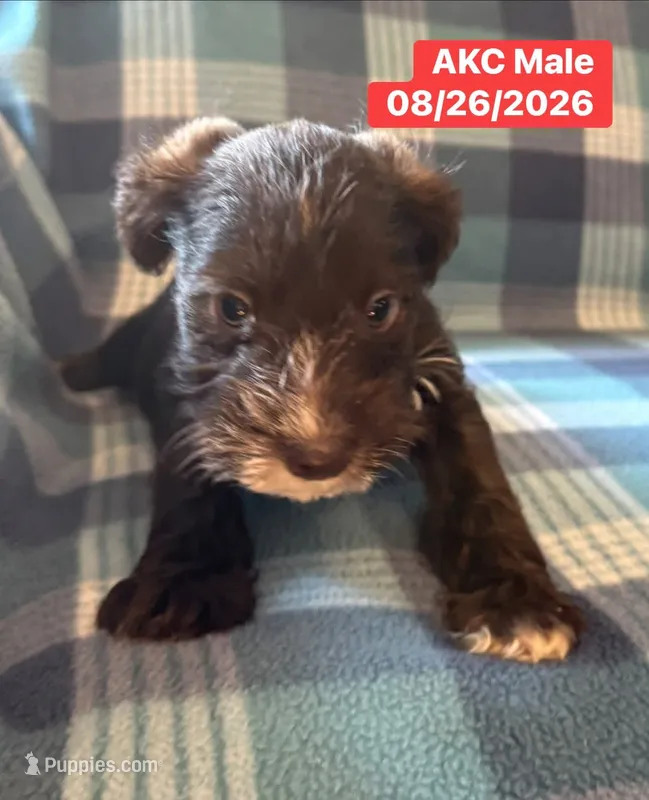 Rosco – Miniature Schnauzer puppy for sale in Boswell, OK