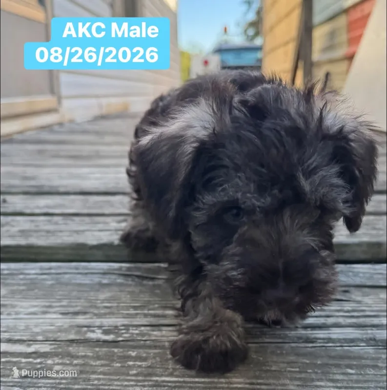 Bubba – Miniature Schnauzer puppy for sale in Boswell, OK