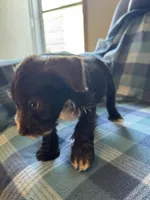 Rosco, a male Miniature Schnauzer for sale in Boswell, OK – 4 of 5