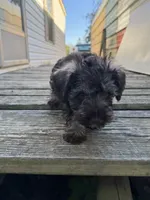 Bubba, a male Miniature Schnauzer for sale in Boswell, OK – 4 of 4
