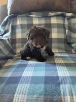 Daisy, a female Miniature Schnauzer for sale in Boswell, OK – 2 of 5