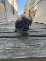 Bubba, a male Miniature Schnauzer for sale in Boswell, OK – 2 of 4