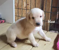 Boy blue, a male Goldendoodle and Labrador Retriever for sale in Grand Saline, TX – 2 of 7