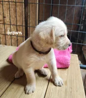 Brown boy, a male Goldendoodle and Labrador Retriever for sale in Grand Saline, TX – 4 of 6
