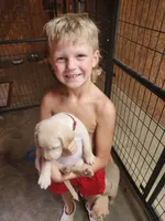 Honey, a female Goldendoodle and Labrador Retriever for sale in Grand Saline, TX – 5 of 7