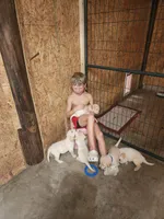Honey, a female Goldendoodle and Labrador Retriever for sale in Grand Saline, TX – 7 of 7