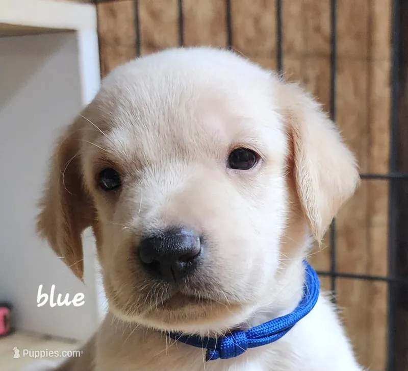 Boy blue – Goldendoodle, Labrador Retriever puppy for sale in Grand Saline, TX