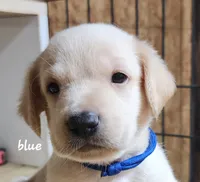 Boy blue, a male Goldendoodle and Labrador Retriever for sale in Grand Saline, TX – 1 of 7