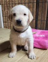 Brown boy, a male Goldendoodle and Labrador Retriever for sale in Grand Saline, TX – 2 of 6