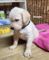 Brown boy, a male Goldendoodle and Labrador Retriever for sale in Grand Saline, TX – 5 of 6