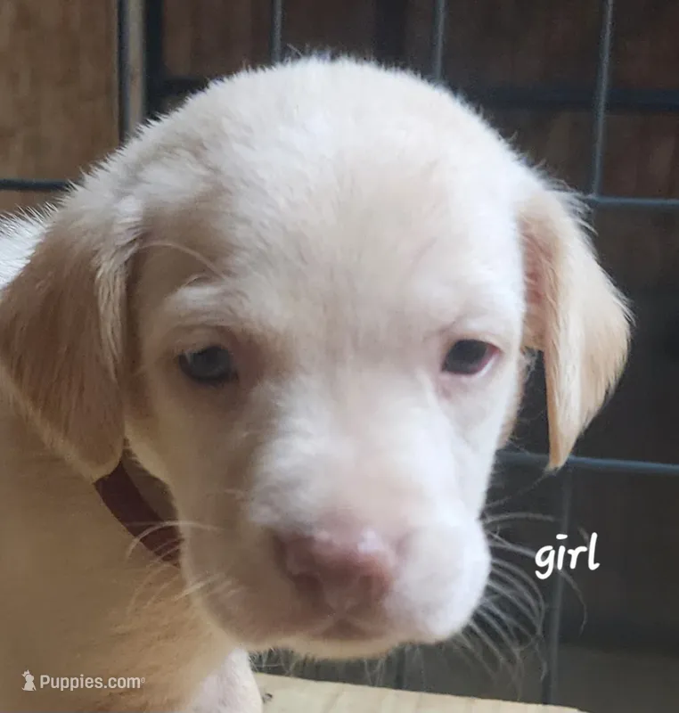 Honey – Goldendoodle, Labrador Retriever puppy for sale in Grand Saline, TX