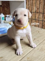 Yellow boy, a male Goldendoodle and Labrador Retriever for sale in Grand Saline, TX – 4 of 6