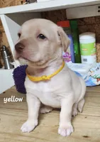 Yellow boy, a male Goldendoodle and Labrador Retriever for sale in Grand Saline, TX – 2 of 6