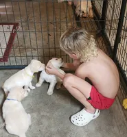 Boy blue, a male Goldendoodle and Labrador Retriever for sale in Grand Saline, TX – 3 of 7