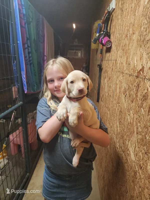 Honey – Goldendoodle, Labrador Retriever puppy for sale in Grand Saline, TX