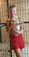 Brown boy, a male Goldendoodle and Labrador Retriever for sale in Grand Saline, TX – 3 of 6