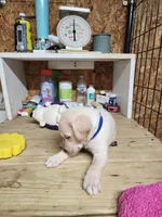 Boy blue, a male Goldendoodle and Labrador Retriever for sale in Grand Saline, TX – 6 of 7