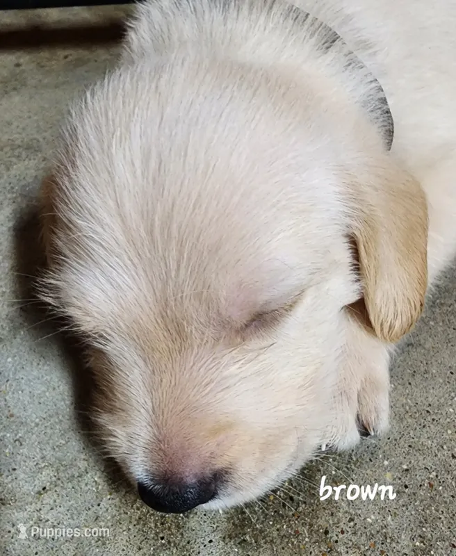 Brown boy – Goldendoodle, Labrador Retriever puppy for sale in Grand Saline, TX