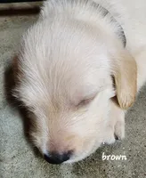 Brown boy, a male Goldendoodle and Labrador Retriever for sale in Grand Saline, TX – 1 of 6