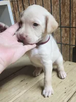 Honey, a female Goldendoodle and Labrador Retriever for sale in Grand Saline, TX – 4 of 7