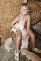 Yellow boy, a male Goldendoodle and Labrador Retriever for sale in Grand Saline, TX – 3 of 6