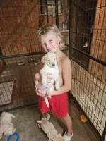 Boy blue, a male Goldendoodle and Labrador Retriever for sale in Grand Saline, TX – 7 of 7