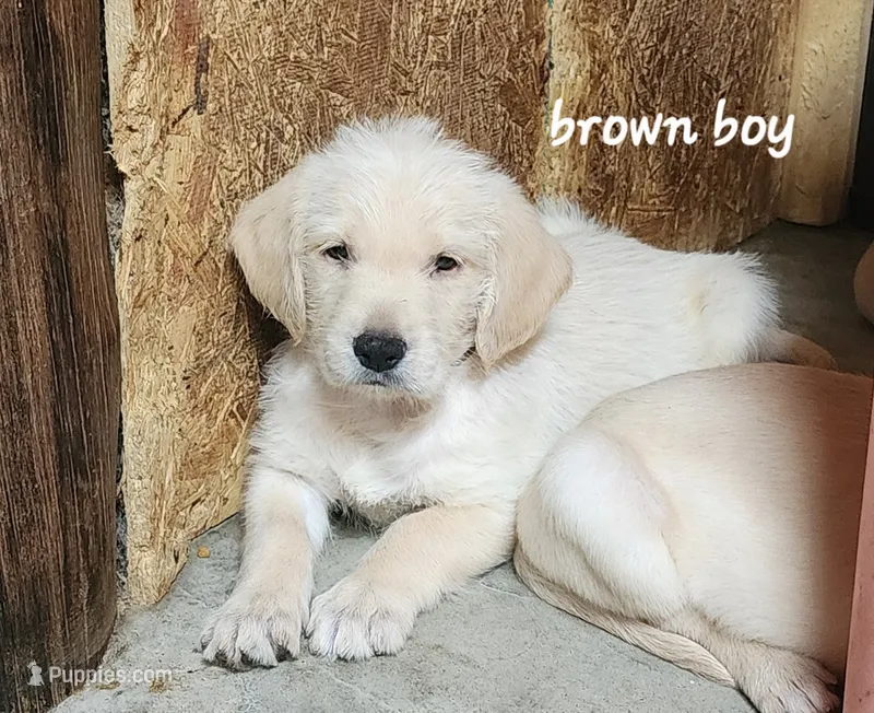 Brown boy – Goldendoodle, Labrador Retriever puppy for sale in Grand Saline, TX