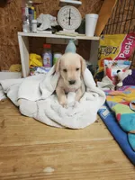 Yellow boy, a male Goldendoodle and Labrador Retriever for sale in Grand Saline, TX – 6 of 6