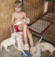 Boy blue, a male Goldendoodle and Labrador Retriever for sale in Grand Saline, TX – 5 of 7