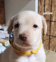 Yellow boy, a male Goldendoodle and Labrador Retriever for sale in Grand Saline, TX – 1 of 6