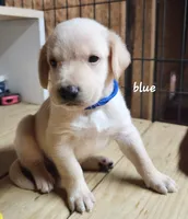 Boy blue, a male Goldendoodle and Labrador Retriever for sale in Grand Saline, TX – 4 of 7