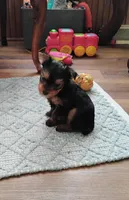 Ella, a female Yorkshire Terrier for sale in Selma, NC – Photo 6 of 8