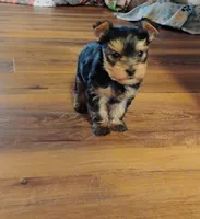 Ella, a female Yorkshire Terrier for sale in Selma, NC – Photo 1 of 8