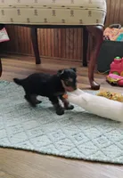 Ella, a female Yorkshire Terrier for sale in Selma, NC – Photo 5 of 8