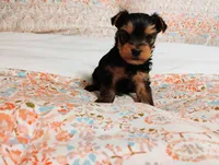 Ella, a female Yorkshire Terrier for sale in Selma, NC – Photo 3 of 8