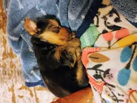 Ella, a female Yorkshire Terrier for sale in Selma, NC – Photo 7 of 8