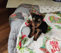 Ella, a female Yorkshire Terrier for sale in Selma, NC – Photo 8 of 8