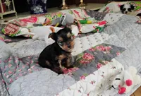 Ella, a female Yorkshire Terrier for sale in Selma, NC – Photo 4 of 8