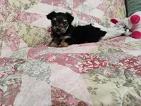 Noah , a male Morkie for sale in Selma, NC – 3 of 5