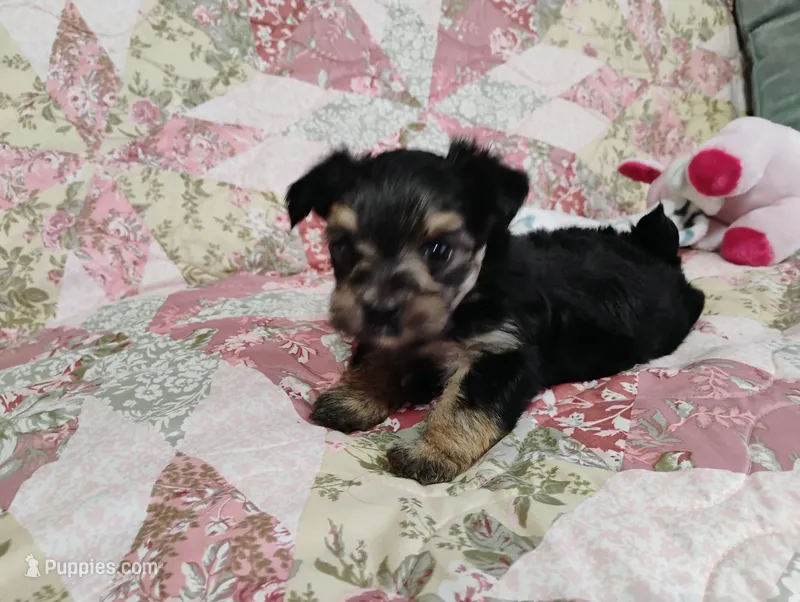 Noah  – Morkie puppy for sale in Selma, NC