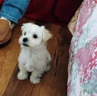 processed/41d53f8a-cd5d-4d43-81f0-e053c1f21bd4/listing/26f206e7-0d1f-48fb-994c-ad9d28bb2ad5/c0dac5f0-7a35-47fb-afe1-58e5fe0fd392