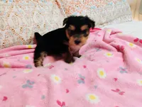 Isabella, a female Morkie for sale in Selma, NC – 4 of 4