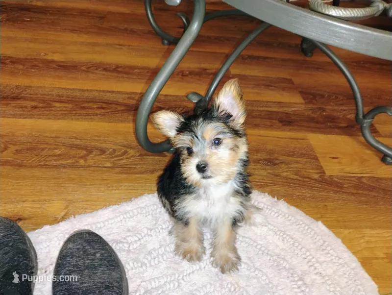 Isabella – Morkie puppy for sale in Selma, NC