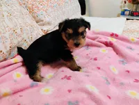 Isabella, a female Morkie for sale in Selma, NC – 3 of 4