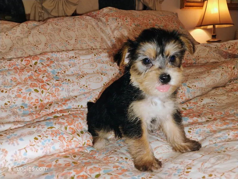Isabella – Morkie puppy for sale in Selma, NC