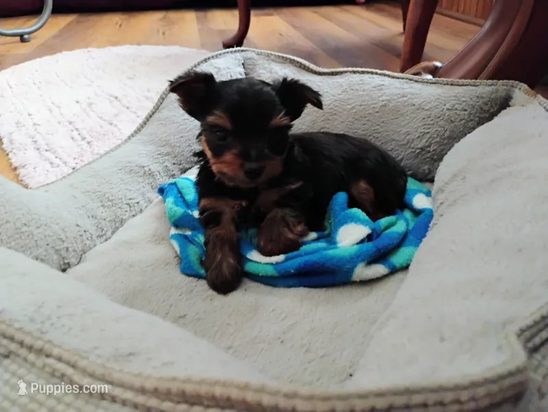 Nicholas  – Yorkshire Terrier puppy for sale in Selma, NC