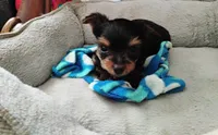 Nicholas , a male Yorkshire Terrier for sale in Selma, NC – 3 of 3