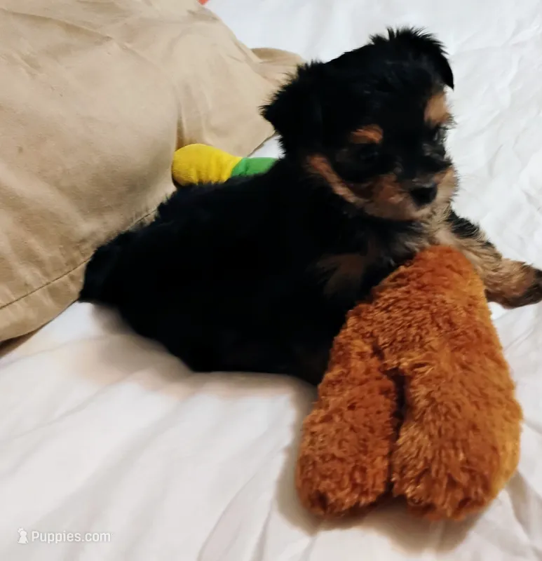 Ava, a female Morkie for sale in Selma, NC – 1 of 1